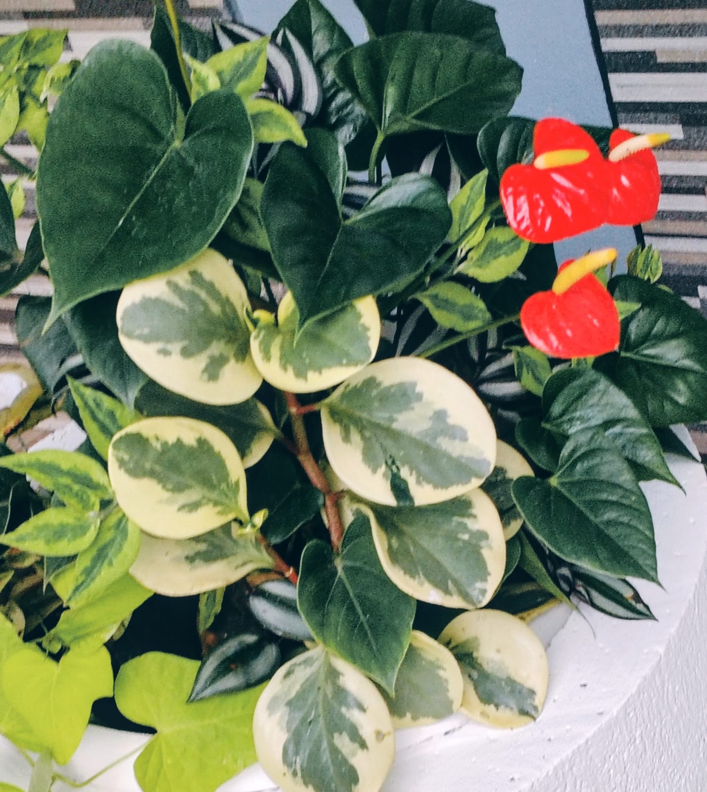 Apartamentos Ihuri - Jardines